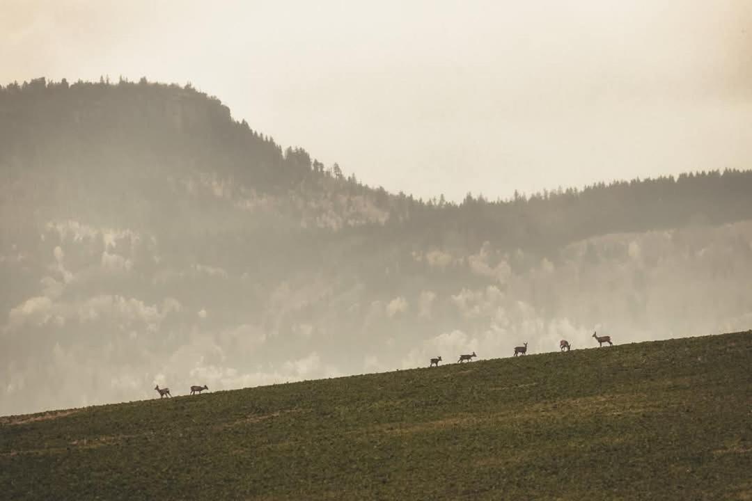 Wataha Pod Basztami - Alfa - Domki Caloroczne Radkow Kültér fotó